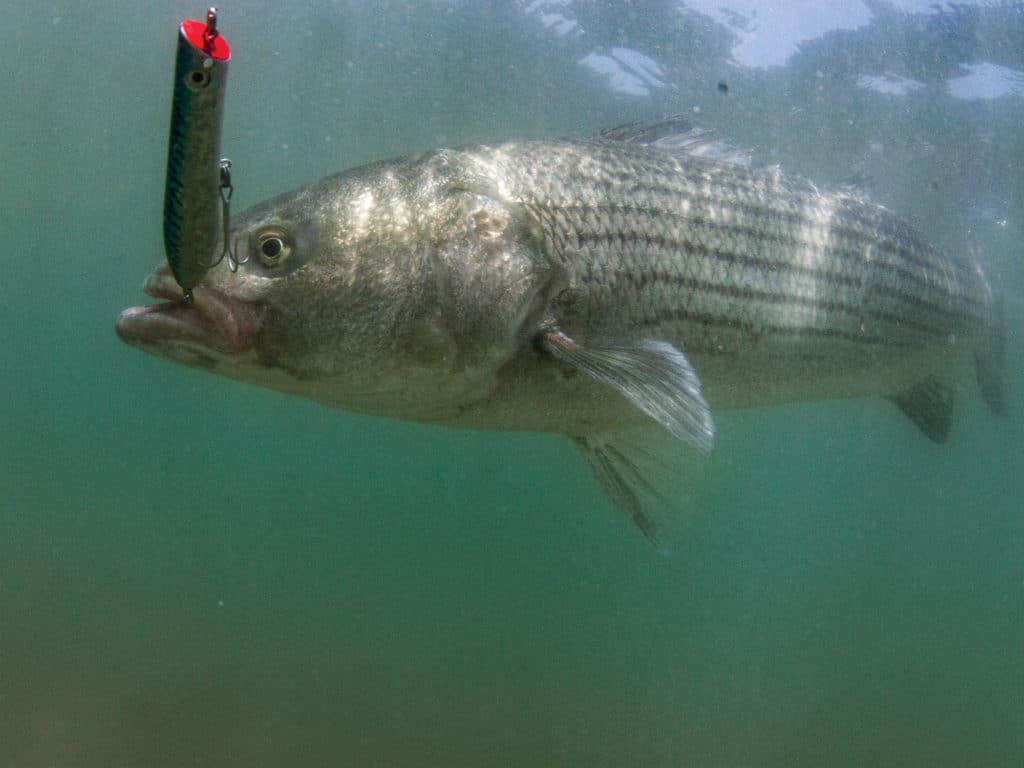 Striped bass on poppers