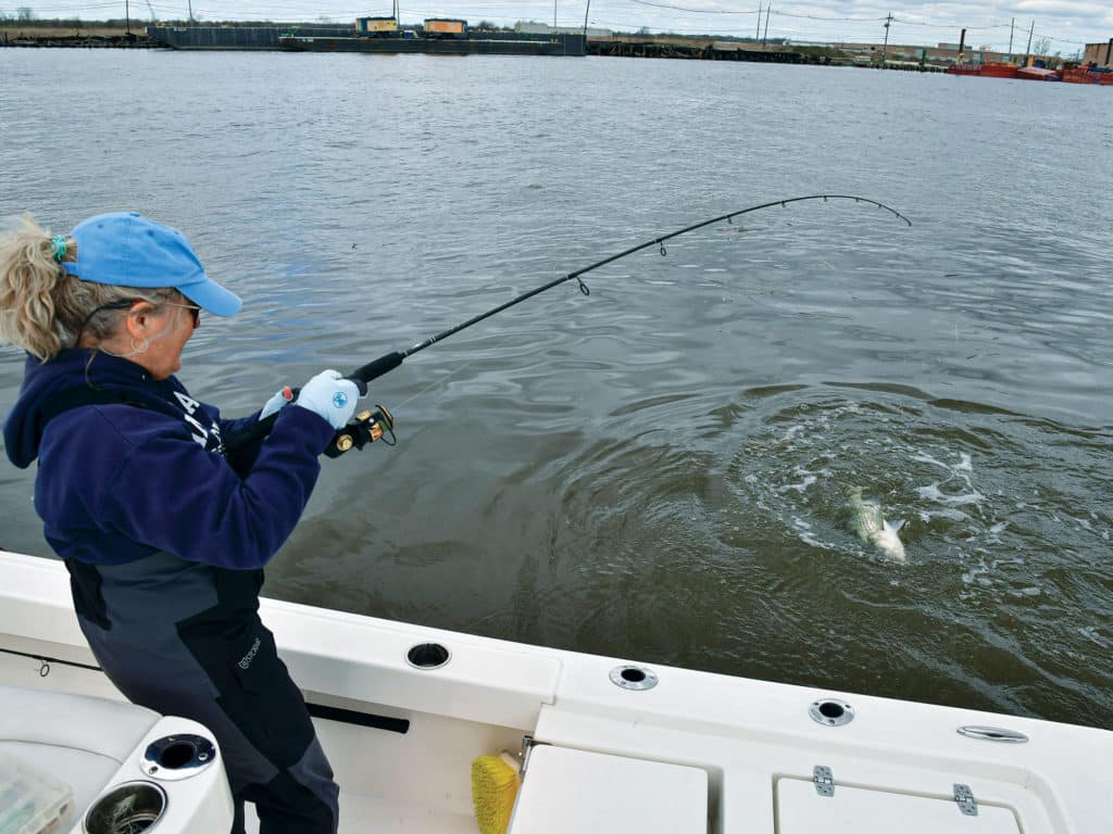 Striped bass on the line