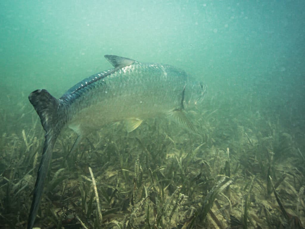 Tarpon on the flats