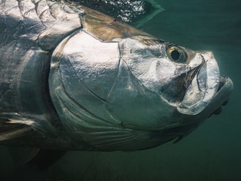 Tarpon's eye