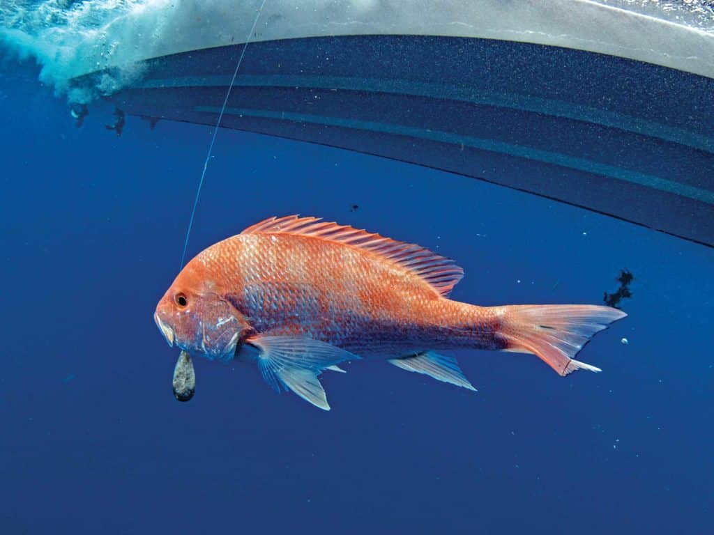 Snapper caught on cut bait