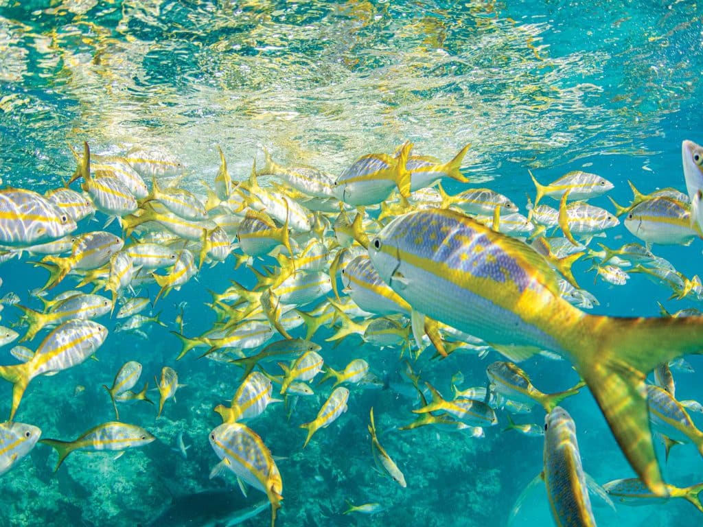 School of yellowtail snapper