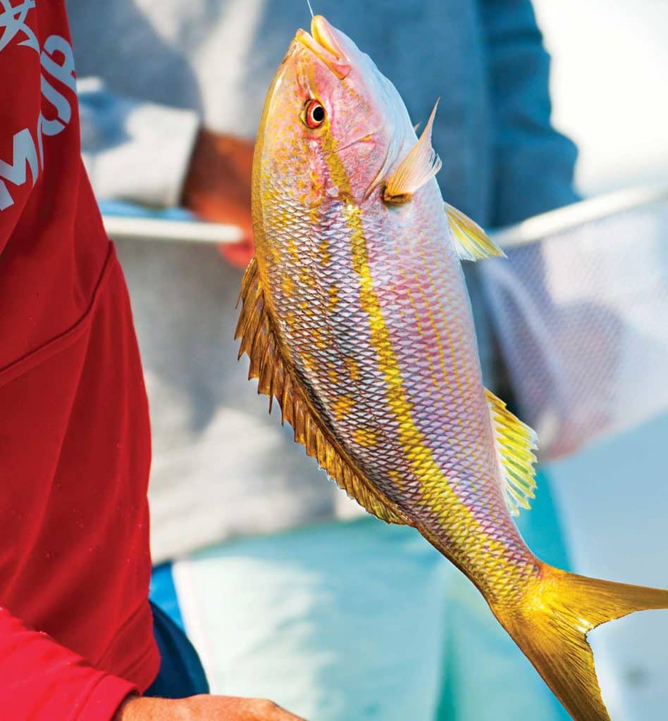 Colorful yellowtail snapper