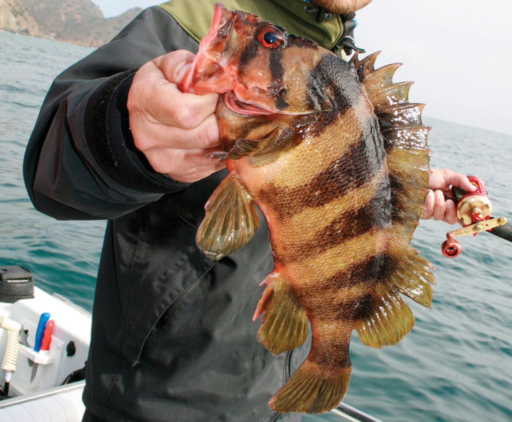 Treefish caught off California