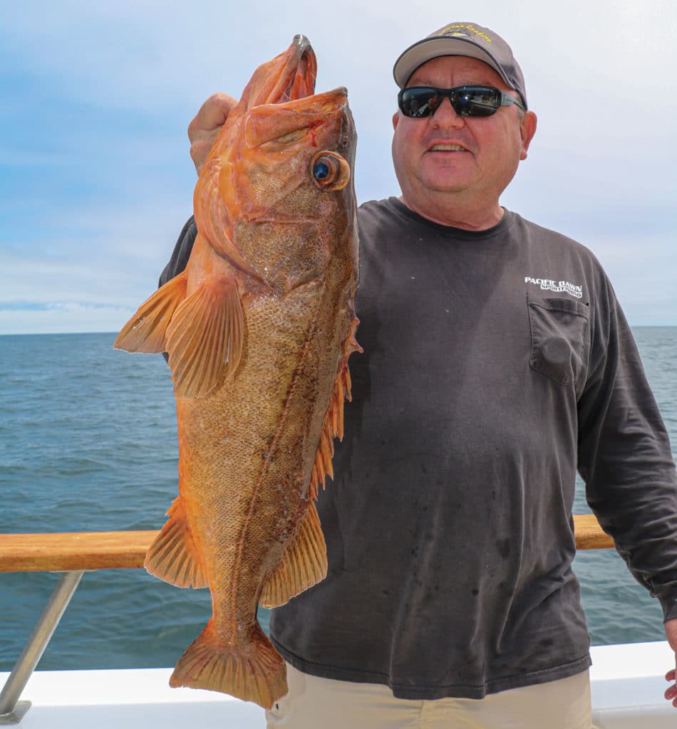 Bocaccio species of rockfish