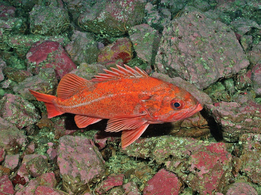 Vermilion rockfish on the bottom
