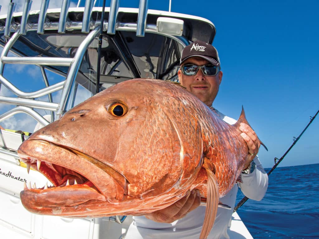 Large cubera snapper