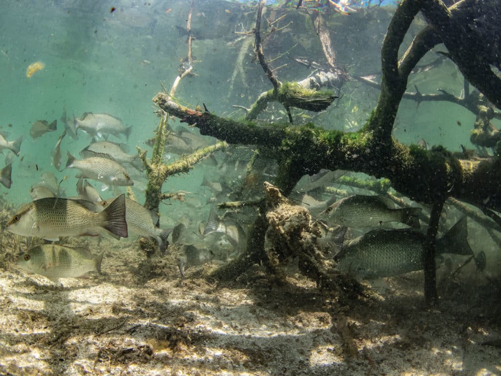 Gray snapper underwater