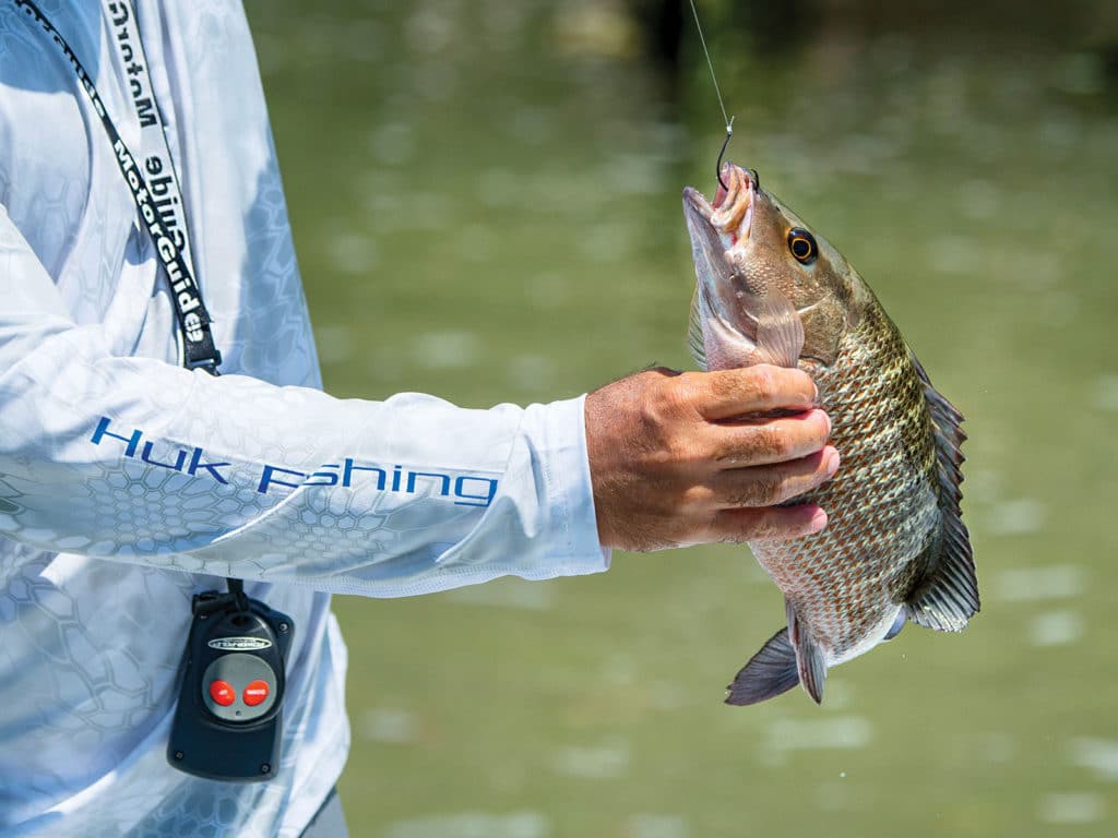 Gray snapper being unhooked