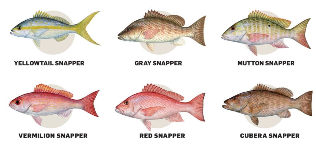 Illustration of snapper