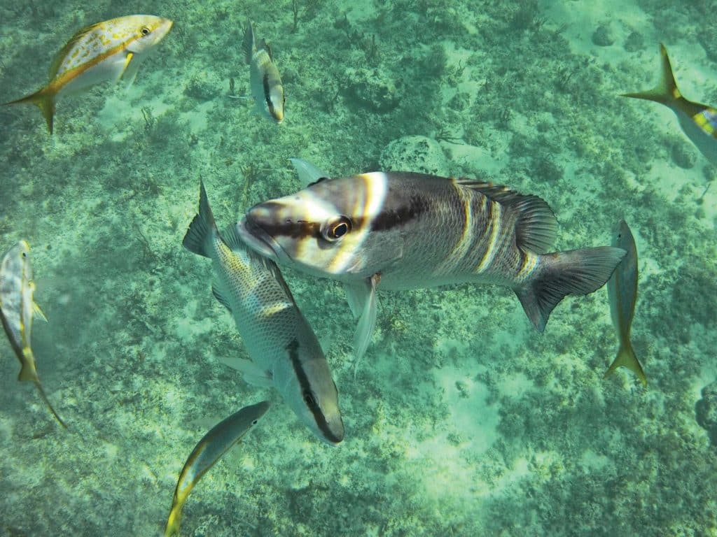 School of gray snapper