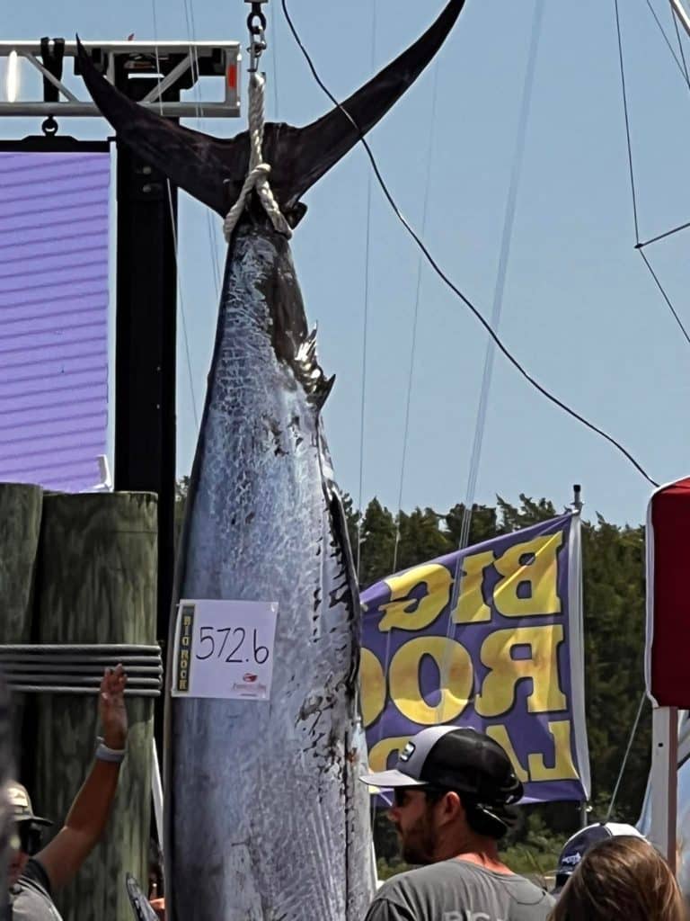 572 pound blue marlin