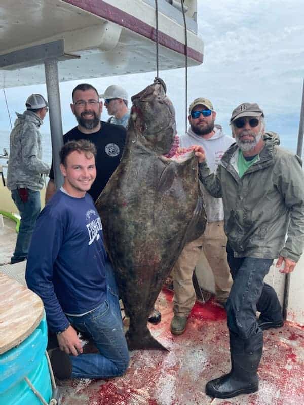 Atlantic halibut