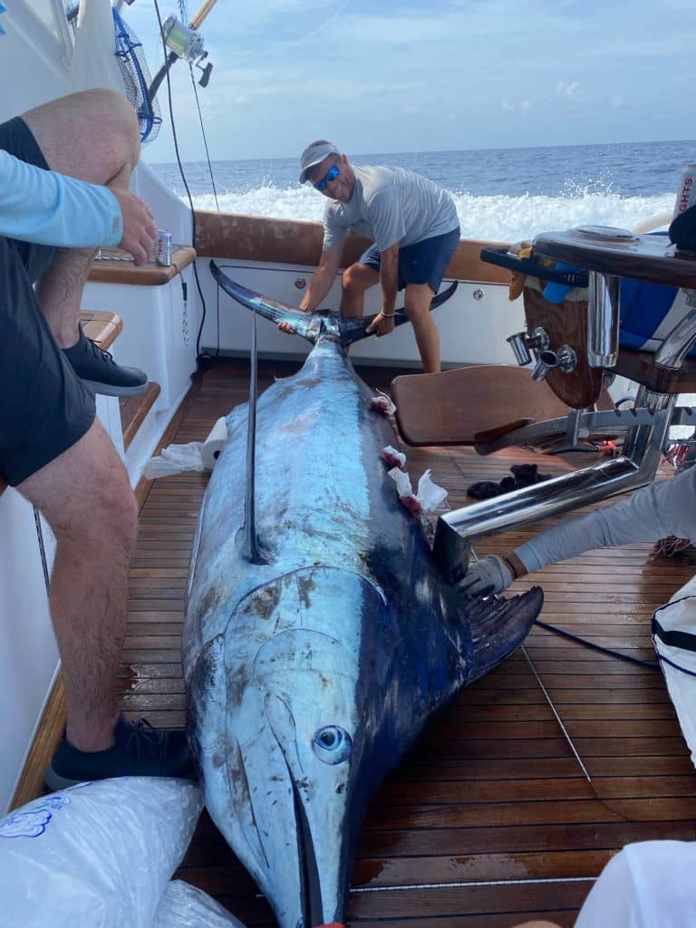 763-Pound Blue Marlin