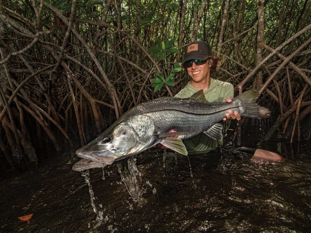 Snook caught along mangroves