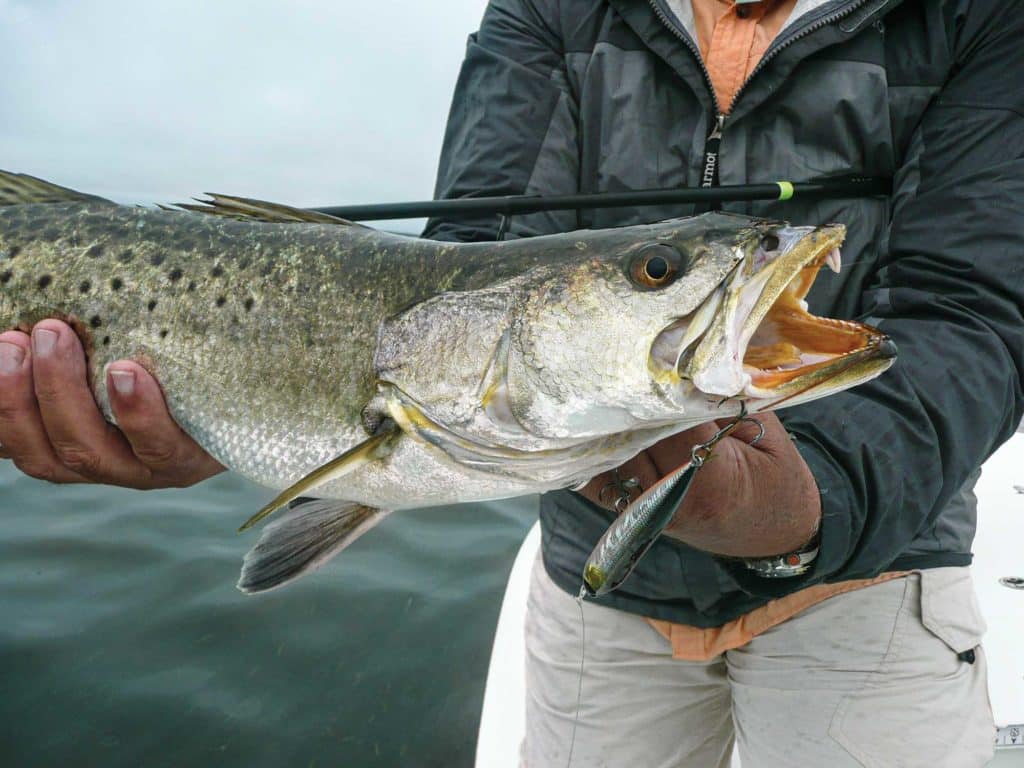 Seatrout in the Everglades