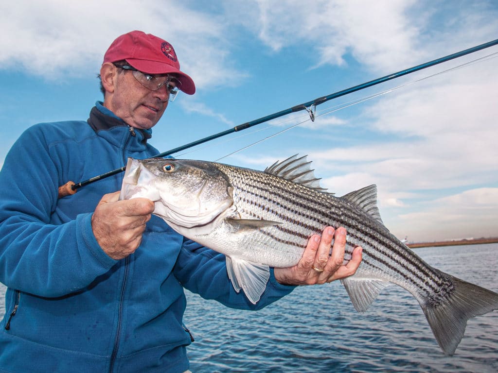 Striped bass caught on fly