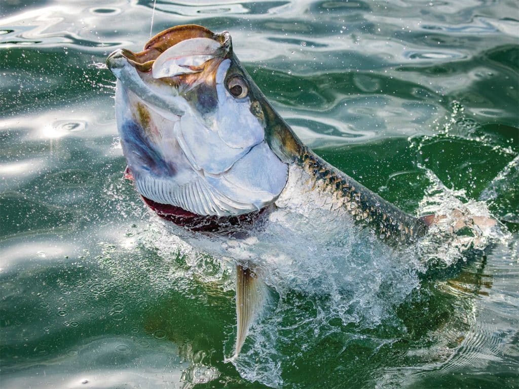 Tarpon on the line in Texas