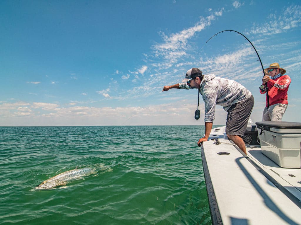 Tarpon next to the boat