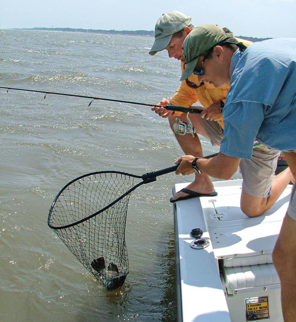 Tripletail in a landing net