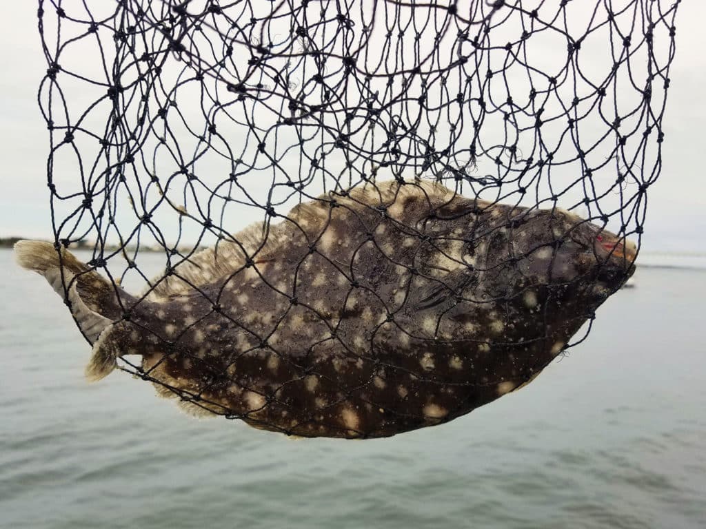 Northern fluke in a net