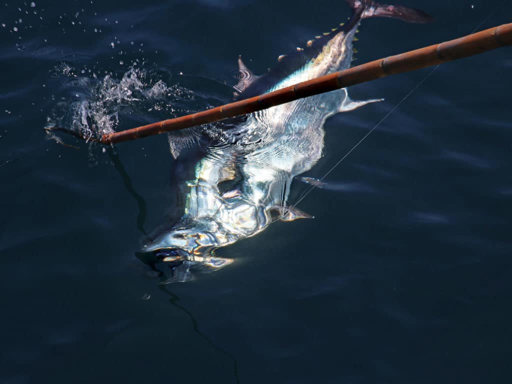 Southern California Bluefin Tuna Fishing at Night