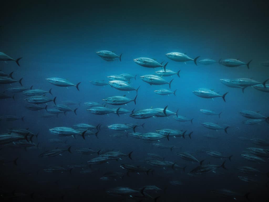 Large school of bluefin tuna