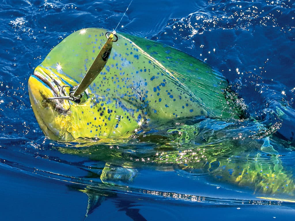 Mahi caught along the Jersey Shore