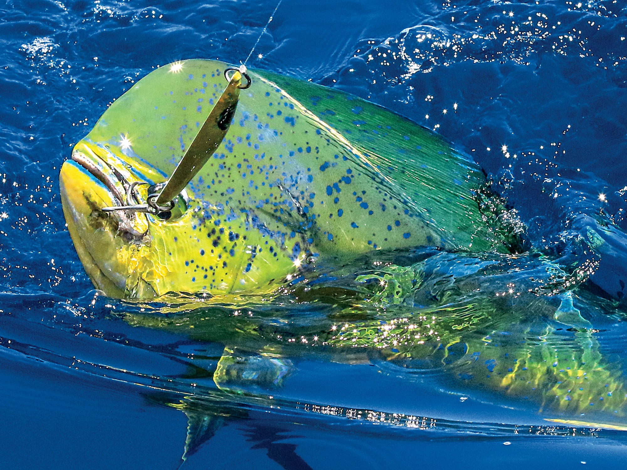 Pot-Hopping for Mahi  Salt Water Sportsman