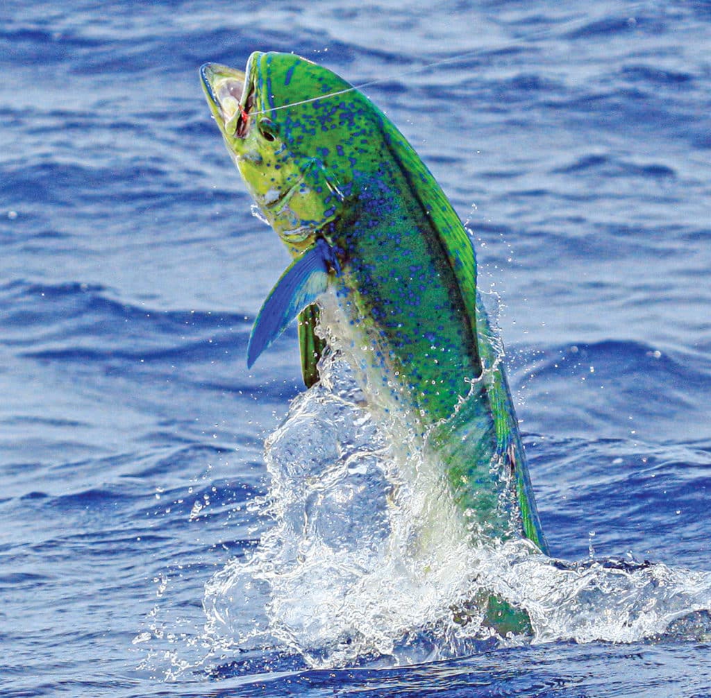 Mahi jumping out of the water