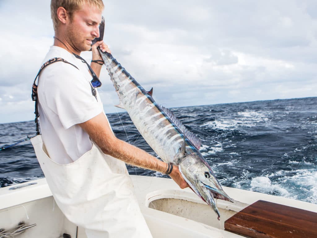 Bringing wahoo on board