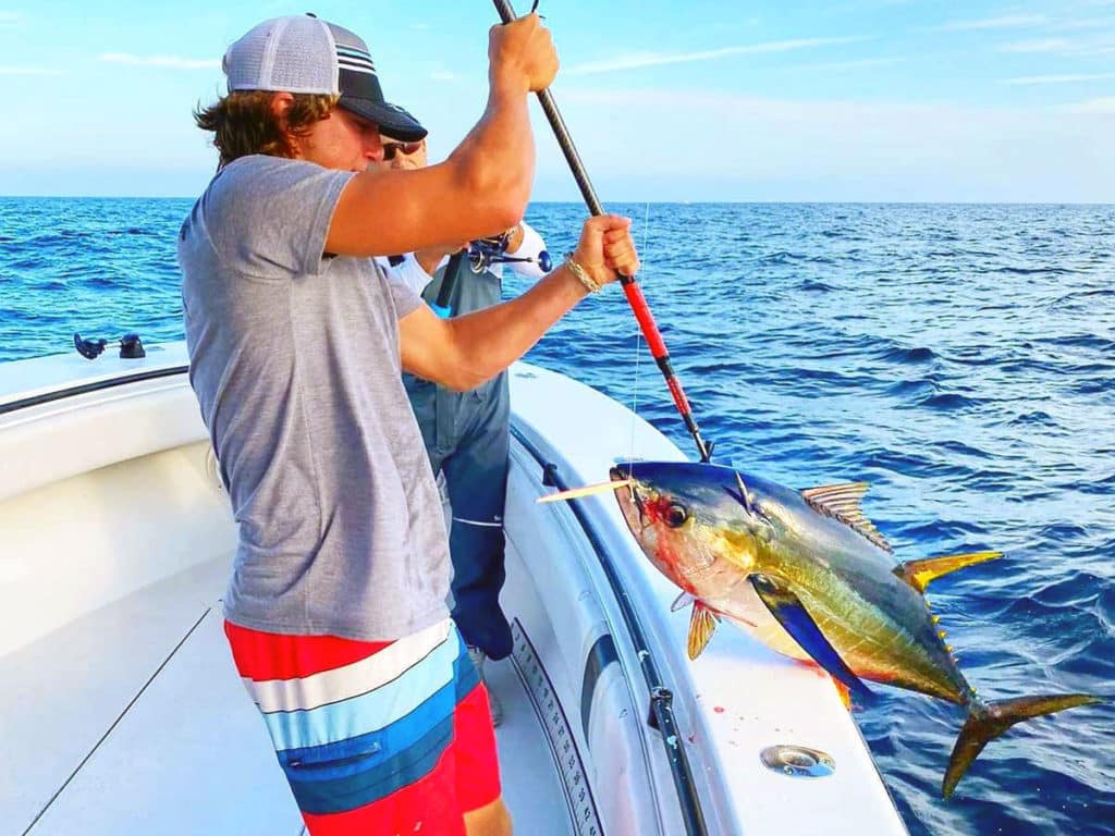 mate gaffing yellowfin tuna into the boat