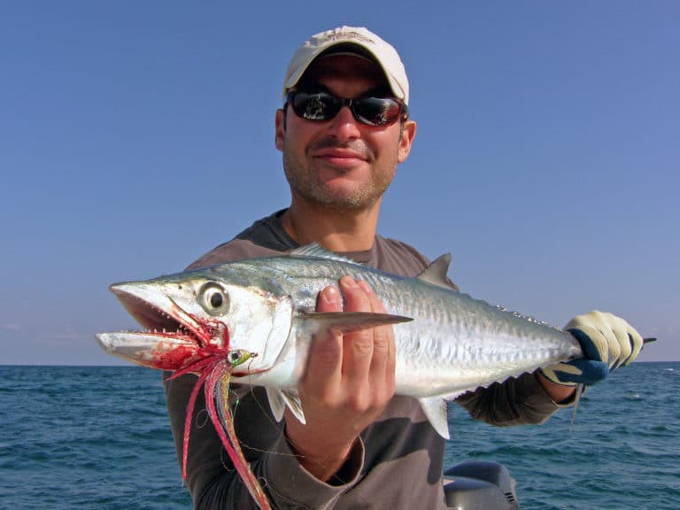 King Mackerel, How to Catch Kingfish