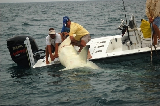 Record-Breaking Hammerhead