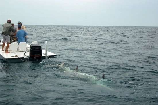 world record hammerhead towed in