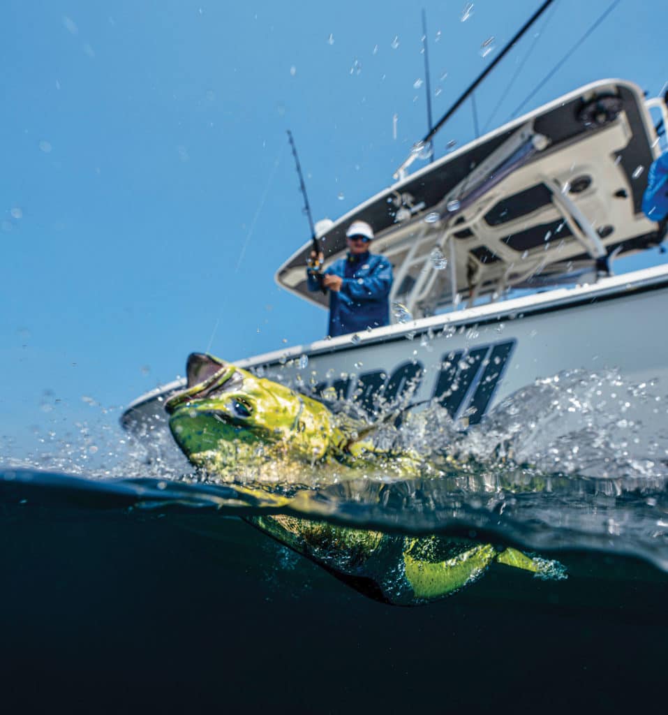 Mahi at the surface