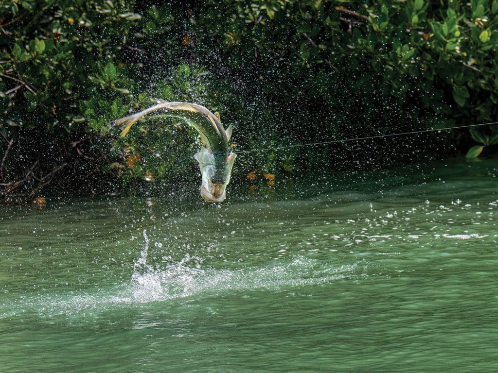 Snook caught along mangroves