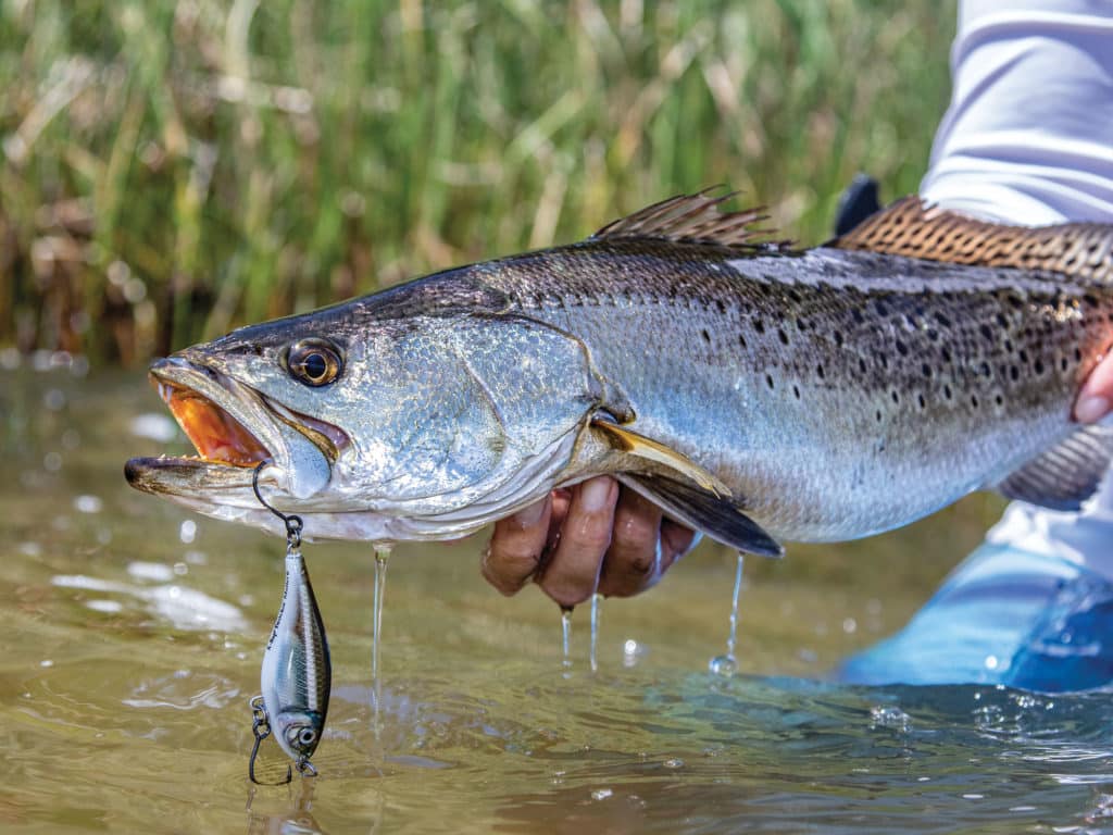 Trout caught using a lipless crankbait