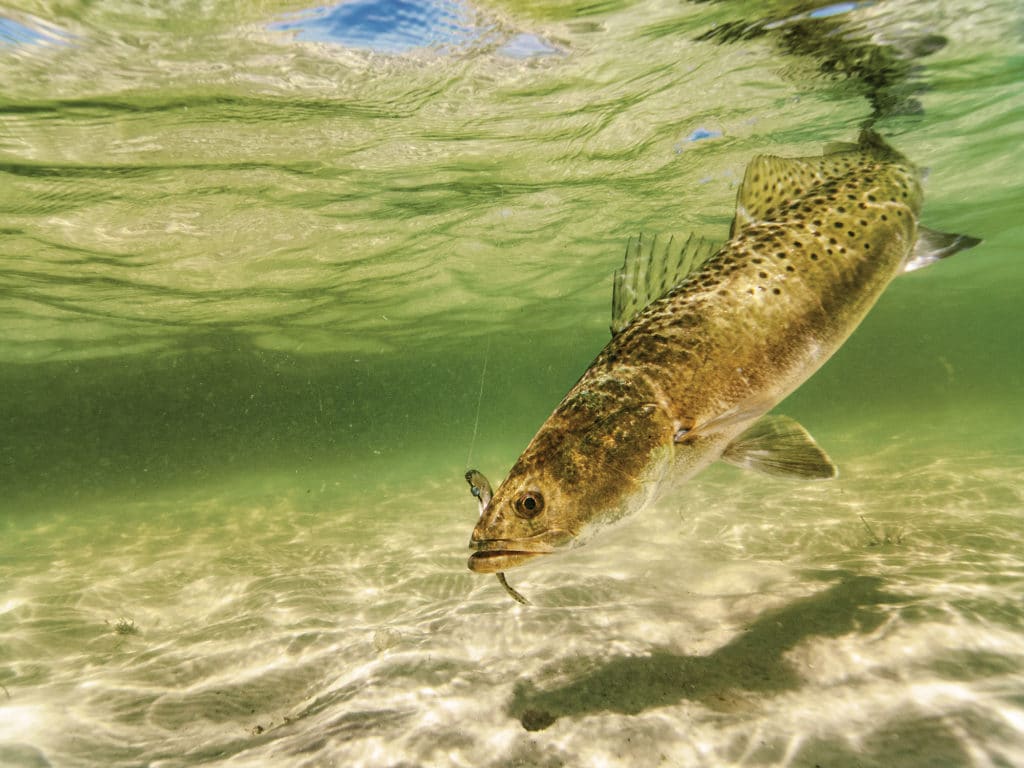 Seatrout on the line