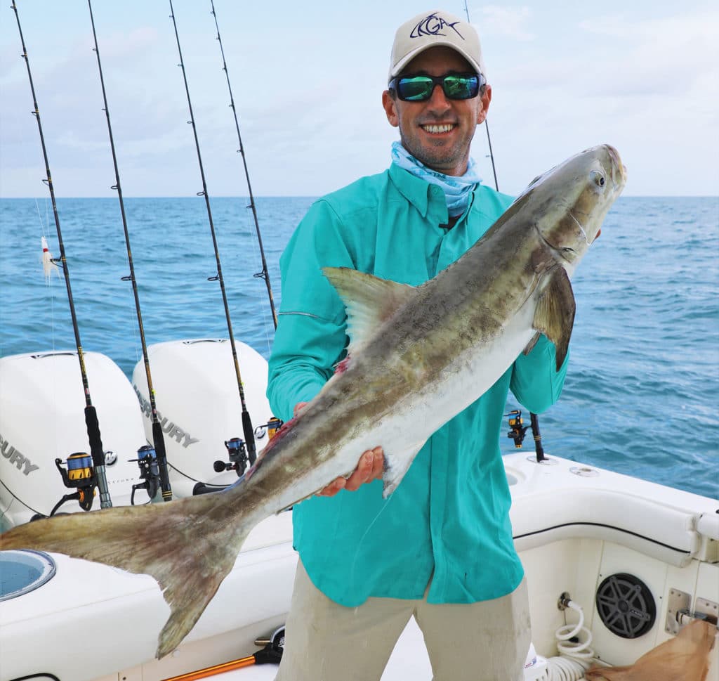 Cobia caught using a pitch bait