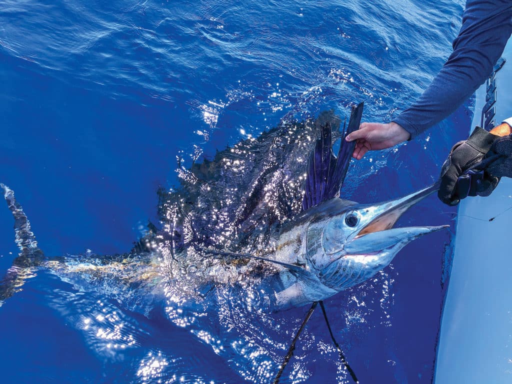 Sailfish targeted with a pitch bait