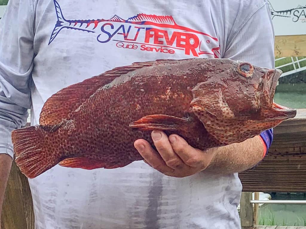 North Carolina state record graysby grouper