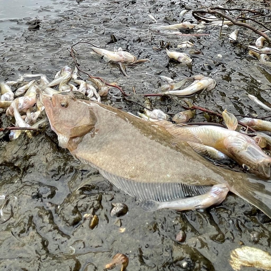 Dead Halibut San Francisco Fish Kill