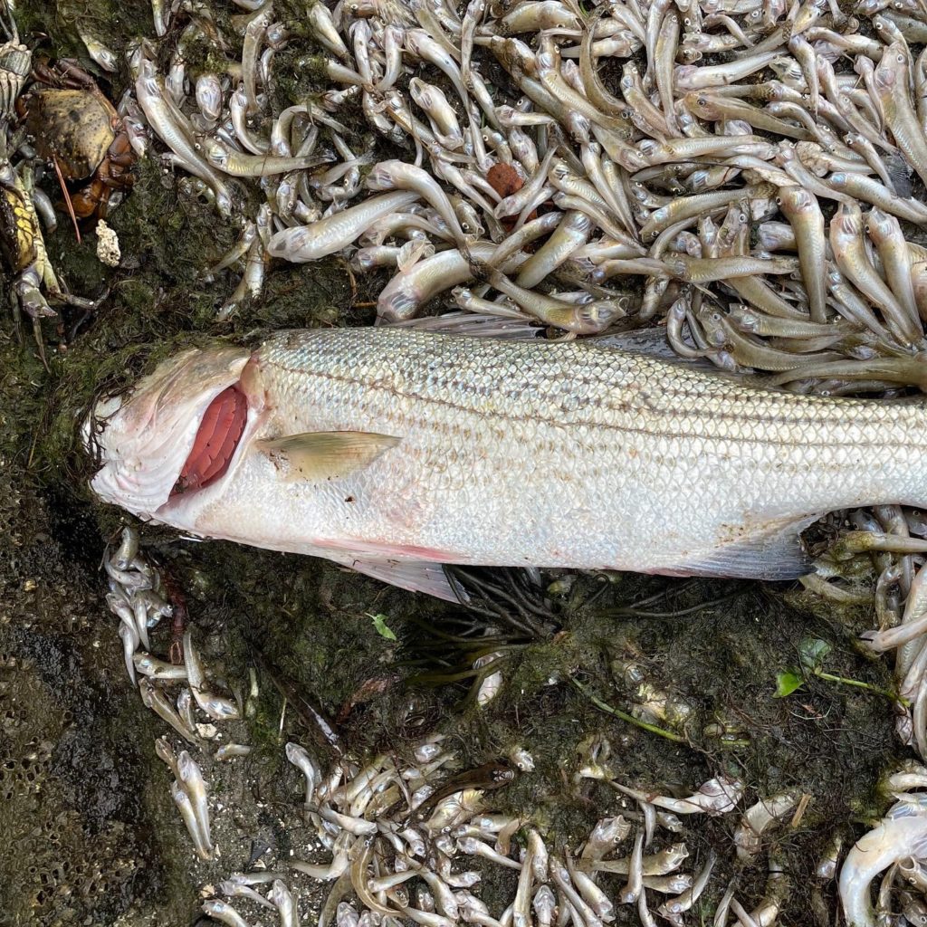Dead Striped Bass San Francisco Fish Kill