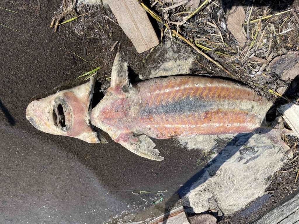 Dead Sturgeon San Francisco Fish Kill