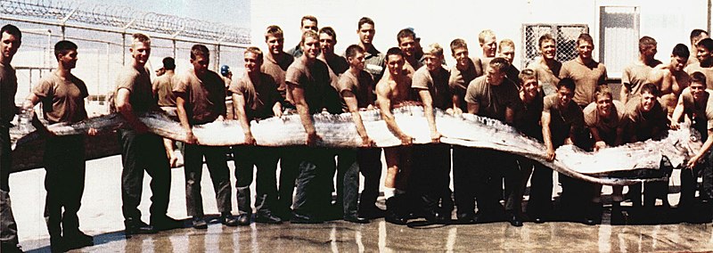 Giant Oarfish and Navy SEALs