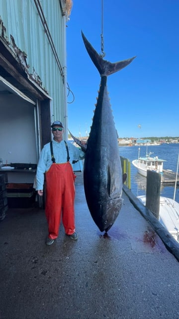 bluefin tuna at dock