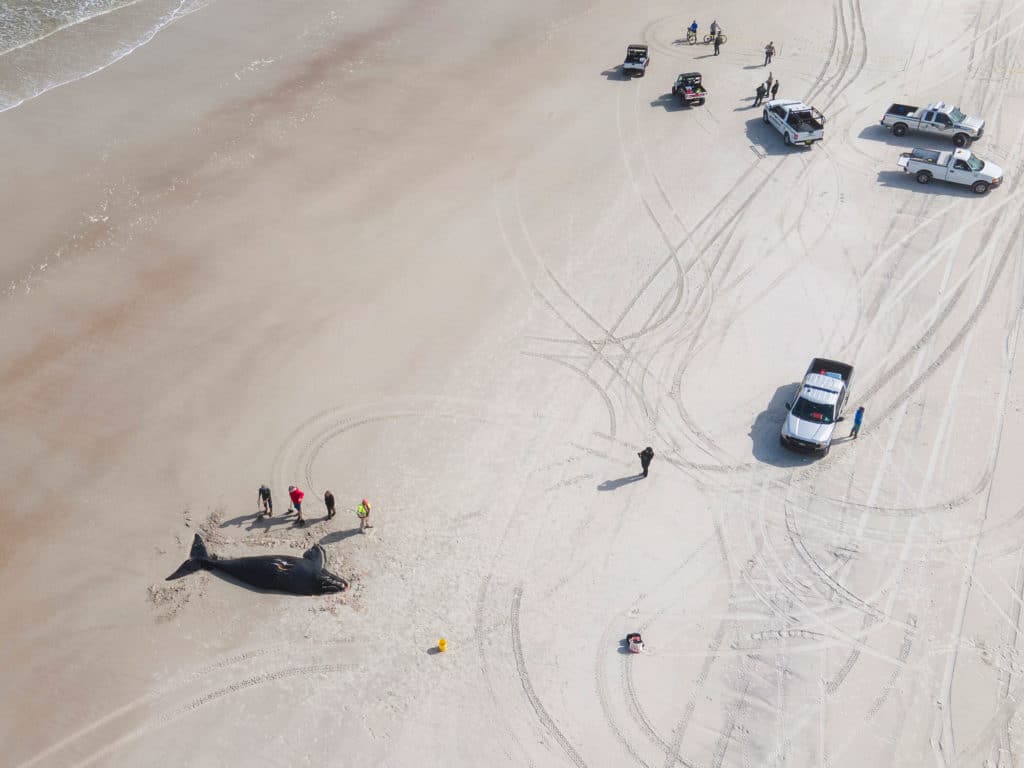 dead northern right whale on florida beach