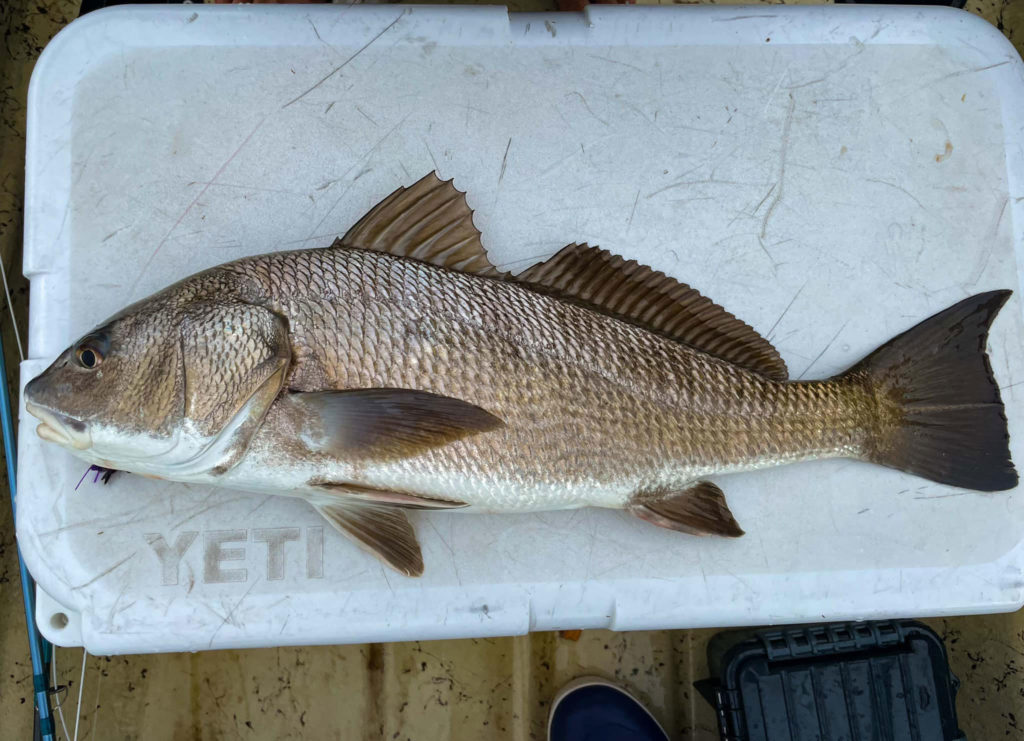 redfish black drum hybrid on cooler