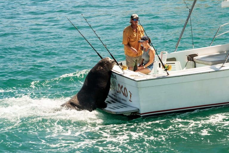 sea lion on boat